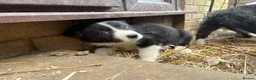 Border Collie dogs for sale: Border collies  - Advert 3