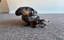 Miniature Dachshund dogs for sale: Miniature Dachshund  - Image 2