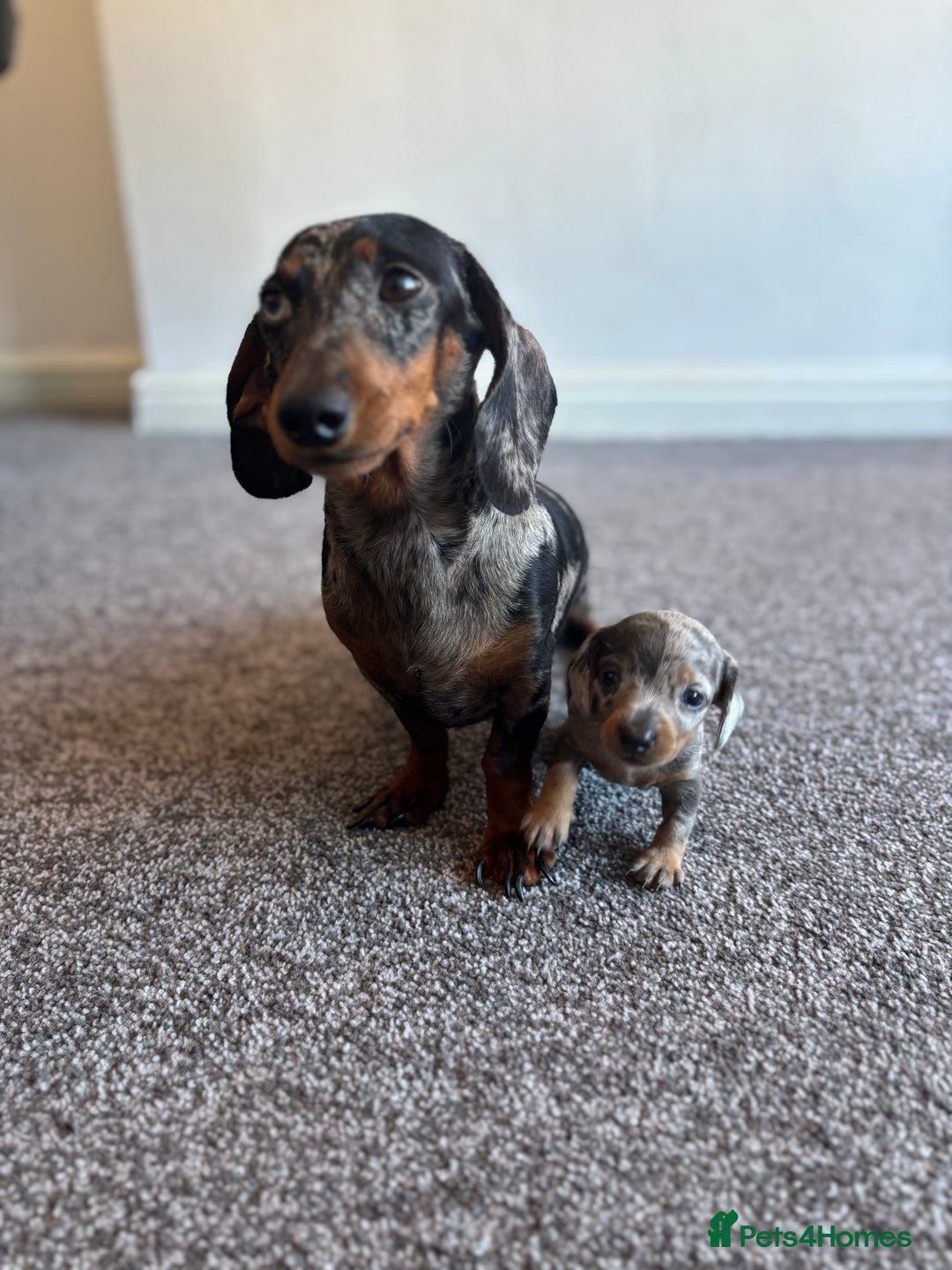 Miniature Dachshund dogs for sale: Miniature Dachshund  - Image 2