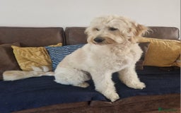 Goldendoodle dogs for stud: Beautiful large goldendoodle for stud - Image 6