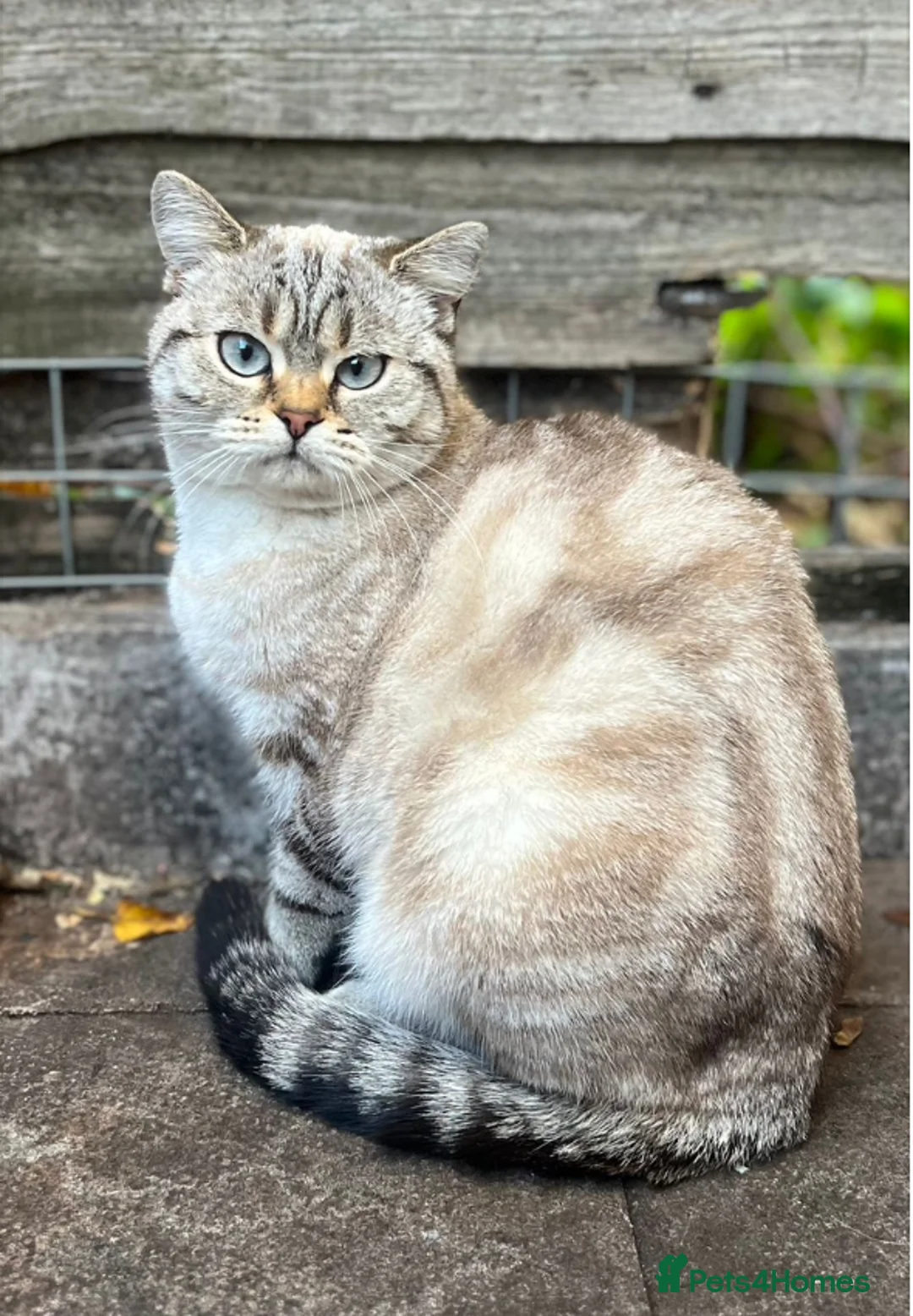 British Shorthair cats for sale: Exceptional BSH kittens  - Advert 2