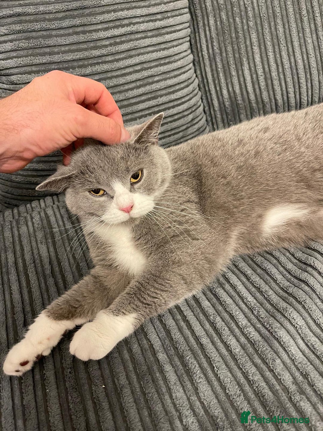 British Shorthair cats for sale: Stunning retired queen for sale - Advert 7