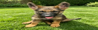 German Shepherd 2