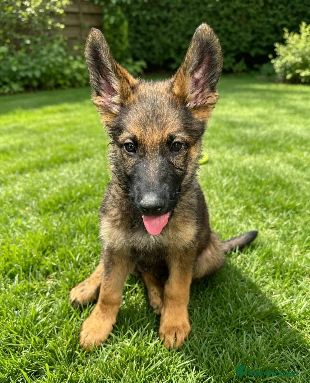 German Shepherd dogs for sale: Working line German Shepherd puppies  in Ilford - Advert 2