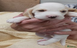Beagle dogs for sale: Beautiful KC Reg Beagle Puppies - Image 3
