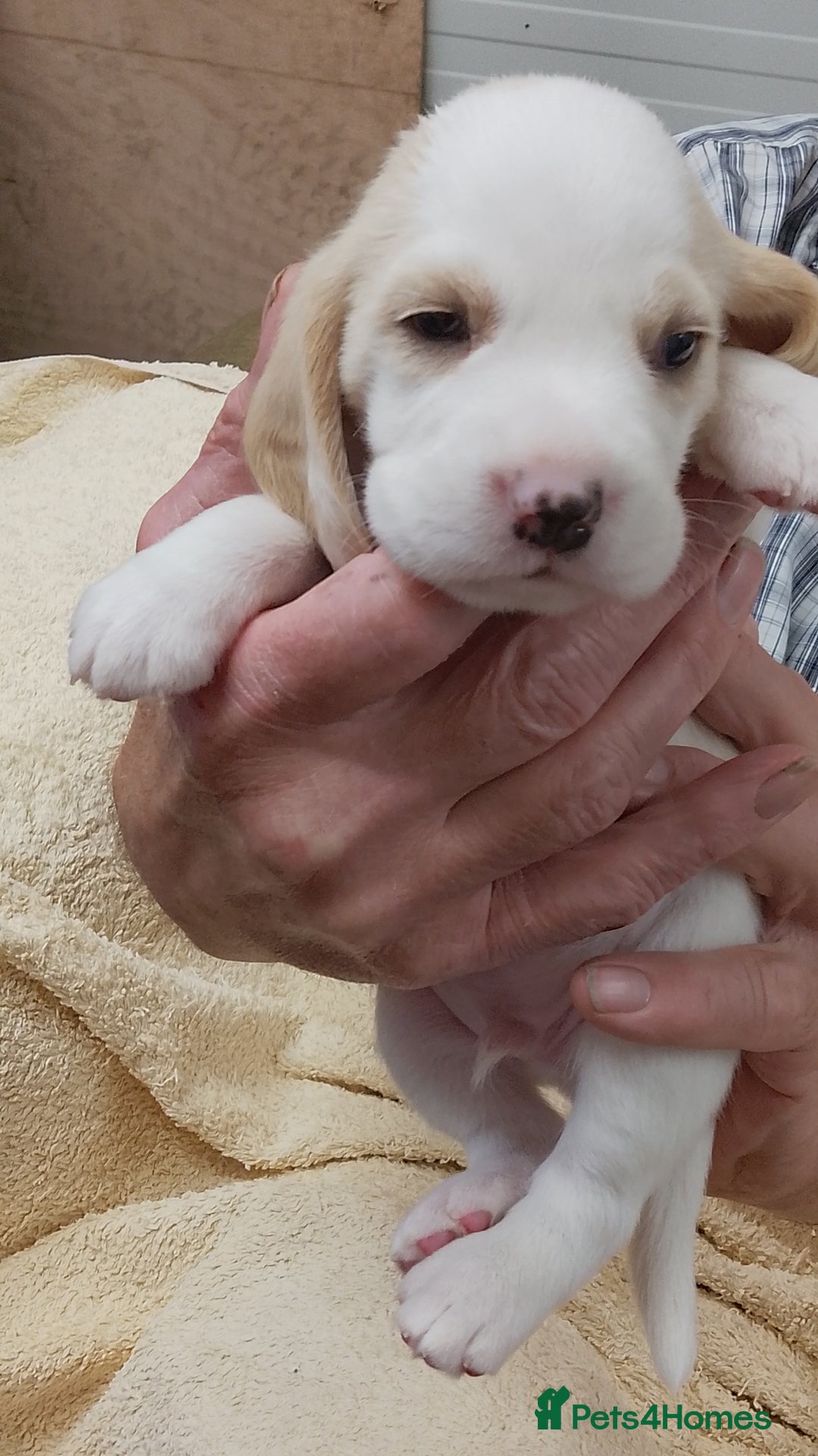 Beagle dogs for sale: Beautiful KC Reg Beagle Puppies - Image 3