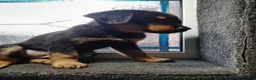 Mixed Breed dogs for sale: Rottweiler x collie pups - Advert 5