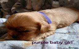 Cavalier King Charles Spaniel dogs for sale: DNA TESTED CAVALIER KING CHARLES  - Image 11