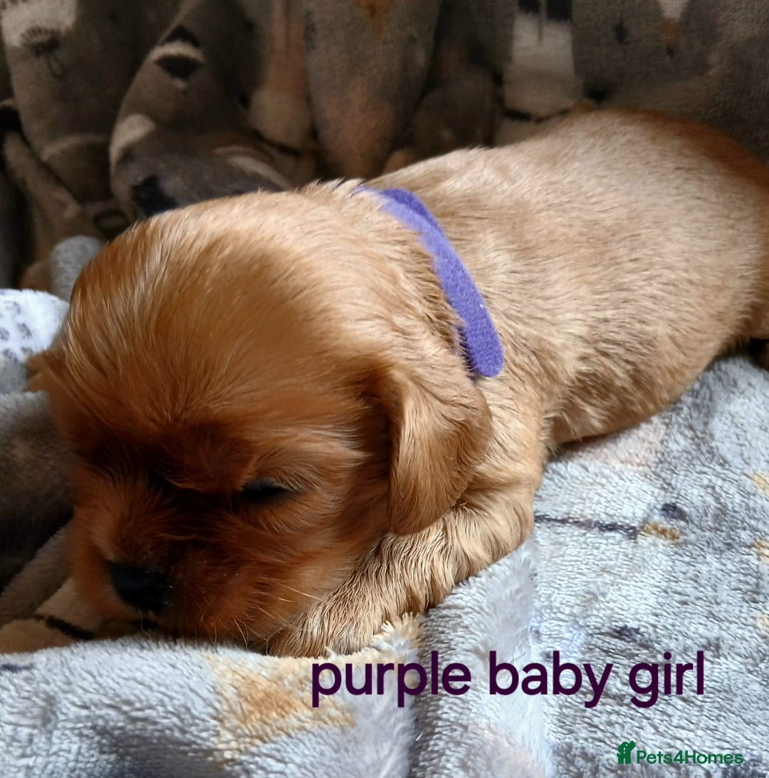 Cavalier King Charles Spaniel dogs for sale: DNA TESTED CAVALIER KING CHARLES  - Image 11