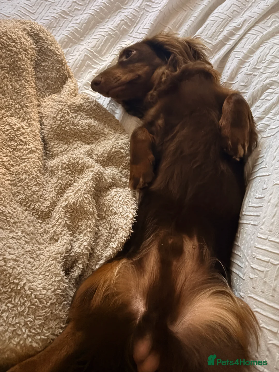 Dachshund dogs for sale: Long Haired Dachshund in Whitchurch - Advert 2