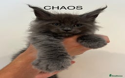Maine Coon cats for sale: STUNNING MAINE COON KITTENS BLUE SMOKE (tica reg ) - Image 1