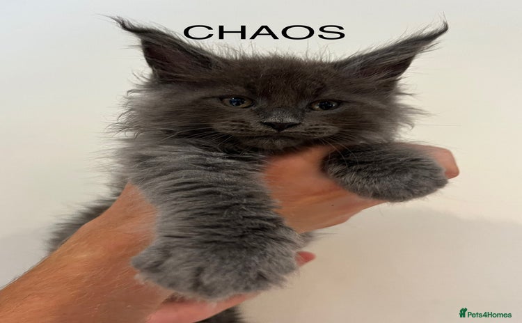 Maine Coon cats - Advert 3
