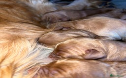 Mini Goldendoodle dogs for sale: Mini GoldenDoodle Puppies - Image 1