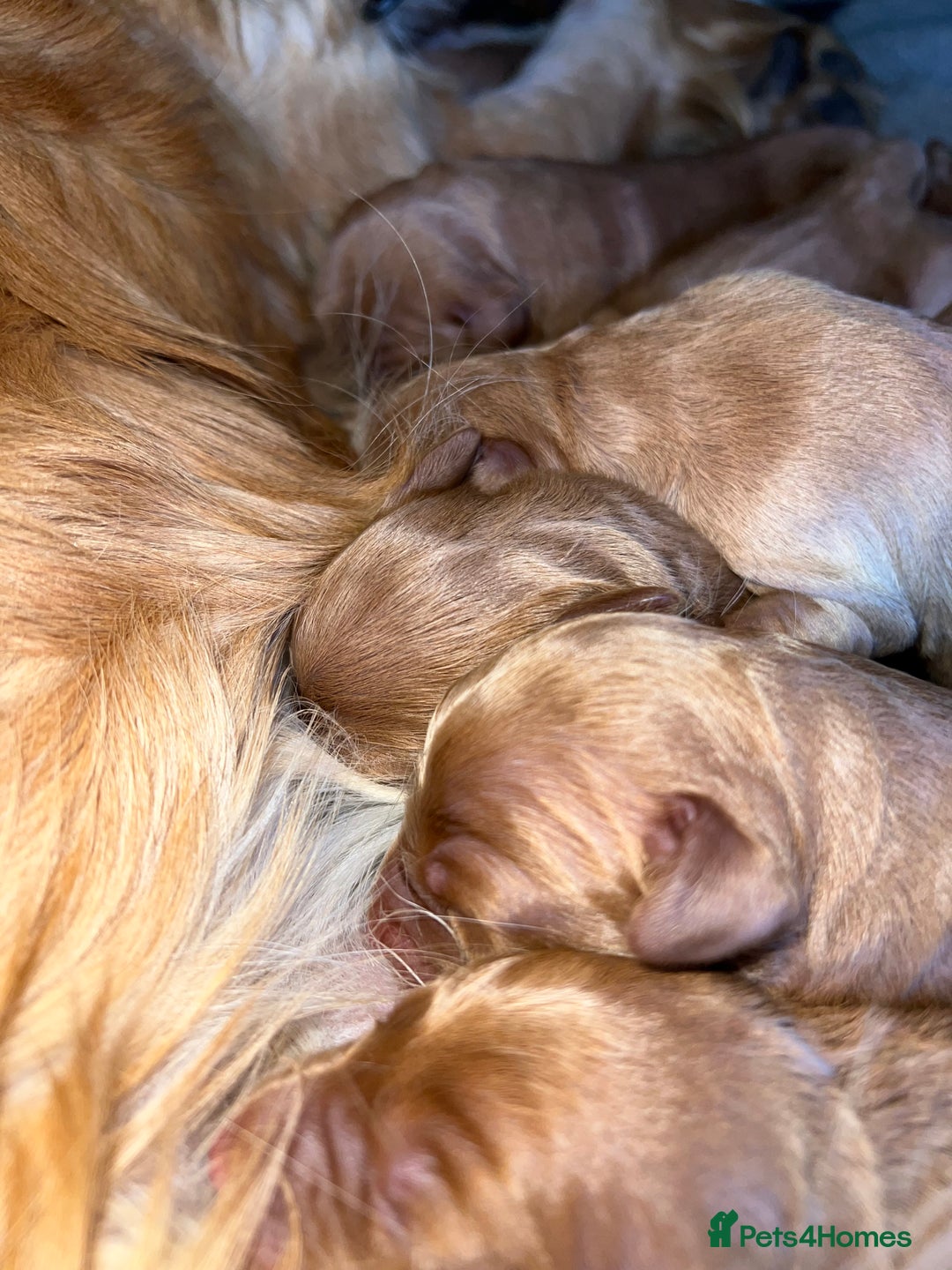 Mini Goldendoodle dogs for sale: Mini GoldenDoodle Puppies - Image 1