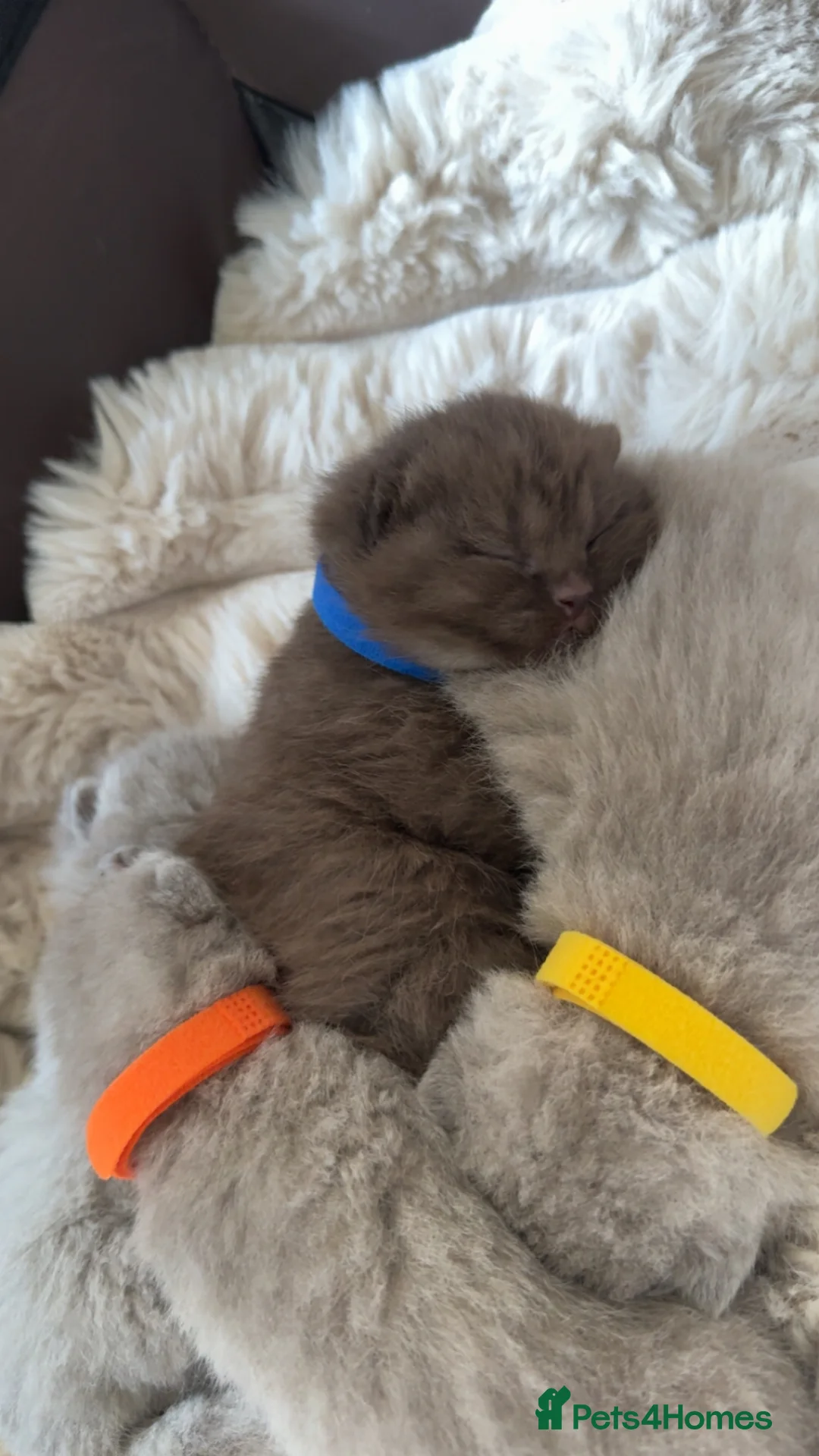 British Shorthair cats for sale: LAST RARE CHOCOLATE BSH MALE! 🍫 READY TO LEAVE 🏠 - Advert 31