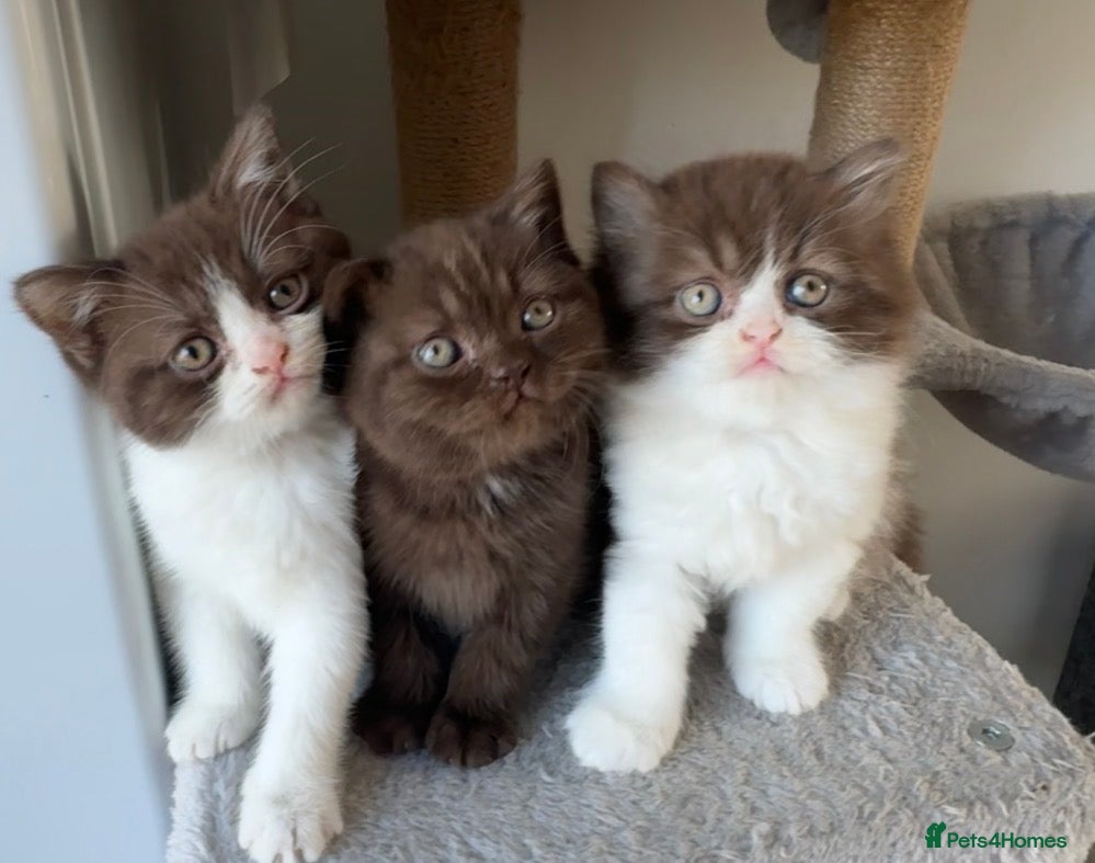 British Shorthair cats *READY* Chocolate British Shorthair Kittens - Advert 2