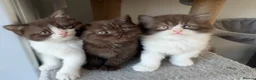 British Shorthair cats for sale: Chocolate British Shorthair Kittens - Advert 3