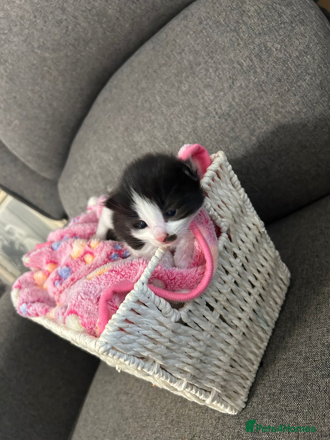 Mixed Breed cats for sale: Beautiful kittens 3 girls 1 boy  - Image 17