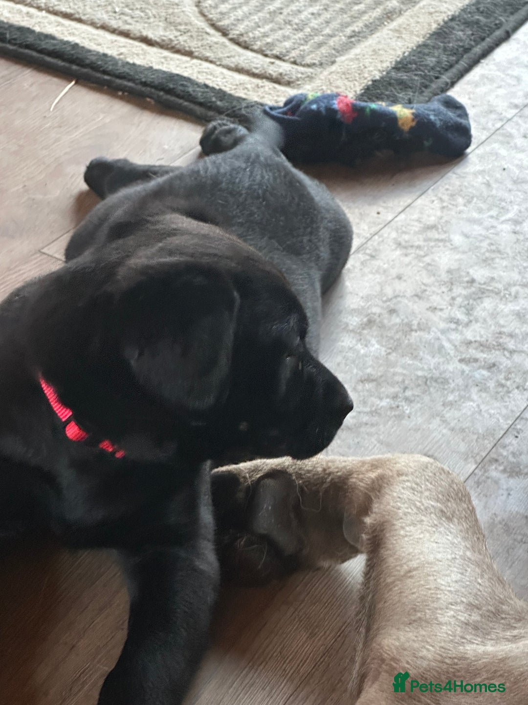 Labrador Retriever dogs for sale: 🔥 KC LABRADOR PUPPIES SILVER CHOCOLATE AND BLACK - Advert 32