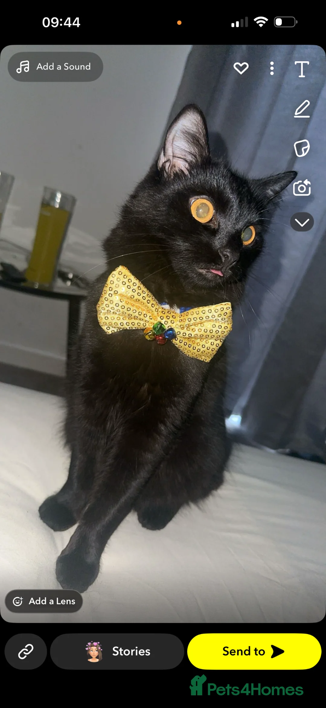 Mixed Breed cats for sale: 2 male cats looking for loving home - Advert 1