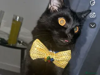 Mixed Breed cats 2 male cats looking for loving home - Advert 8