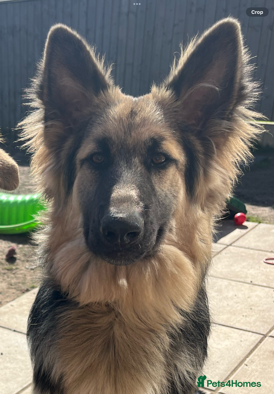 German Shepherd dogs for sale: 2 German shepherds - Advert 6
