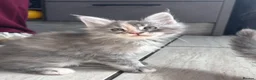Maine Coon cats for sale: MAINECOON KITTENS🤍 last little girl left  - Advert 3