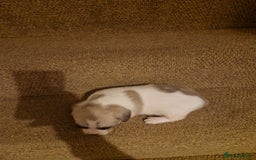 French Bulldog dogs for sale: Franch Bulldog - Image 7