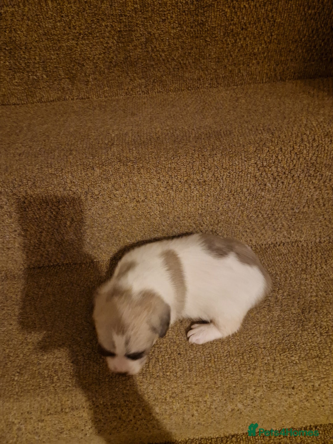 French Bulldog dogs for sale: Franch Bulldog - Image 7