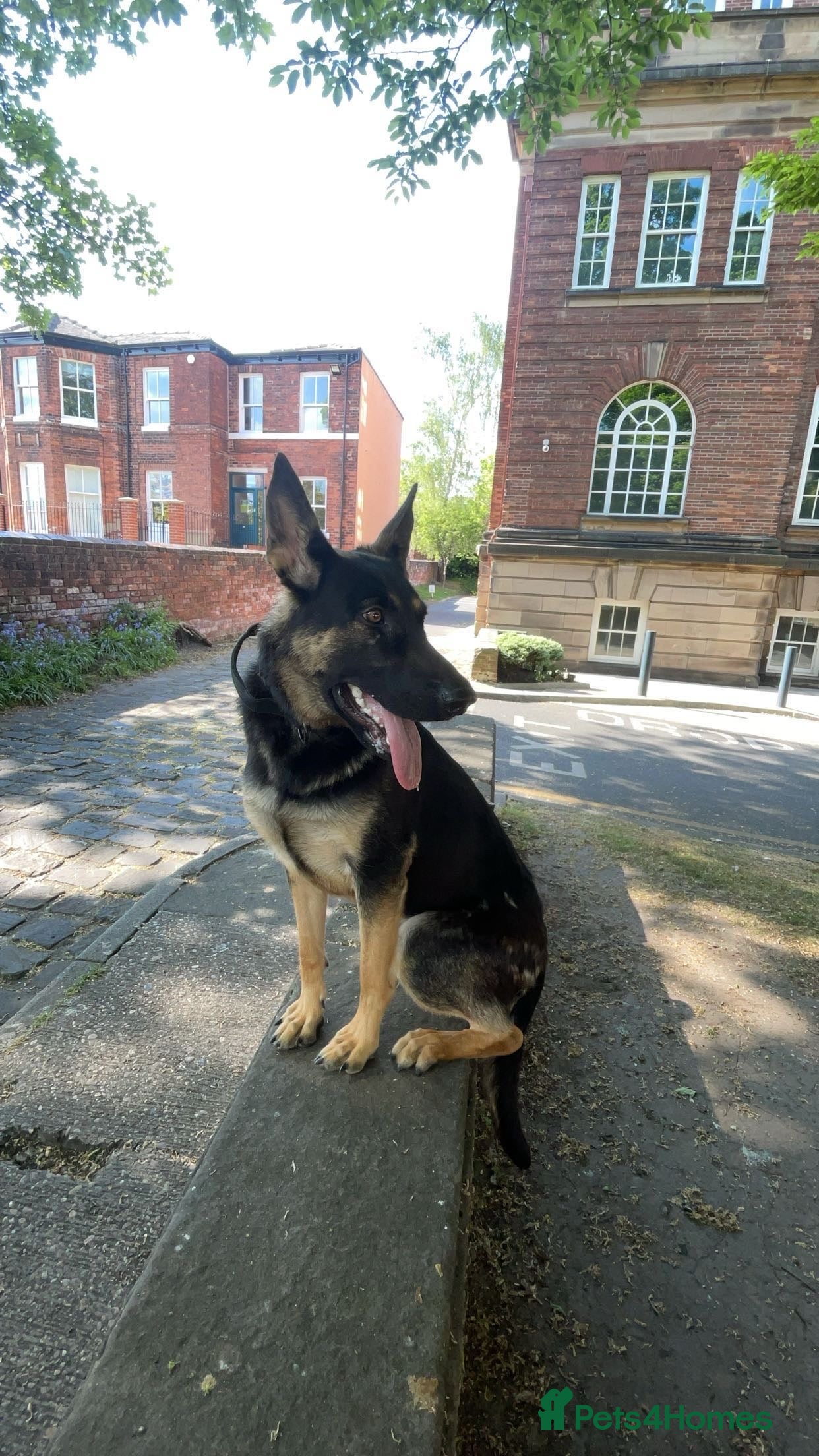 Mixed Breed dogs German Shepherd - Advert 2