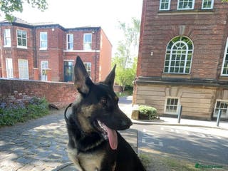 Mixed Breed dogs German Shepherd - Advert 3