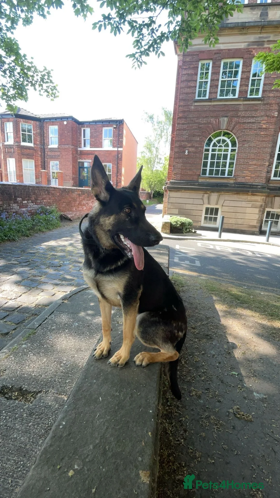 Mixed Breed dogs for sale: German Shepherd - Advert 1