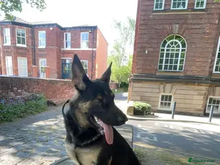 Mixed Breed dogs German Shepherd - Advert 5