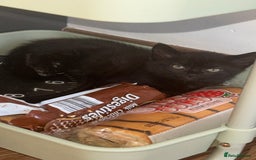 Mixed Breed cats for sale: Cat for sale  - Image 7