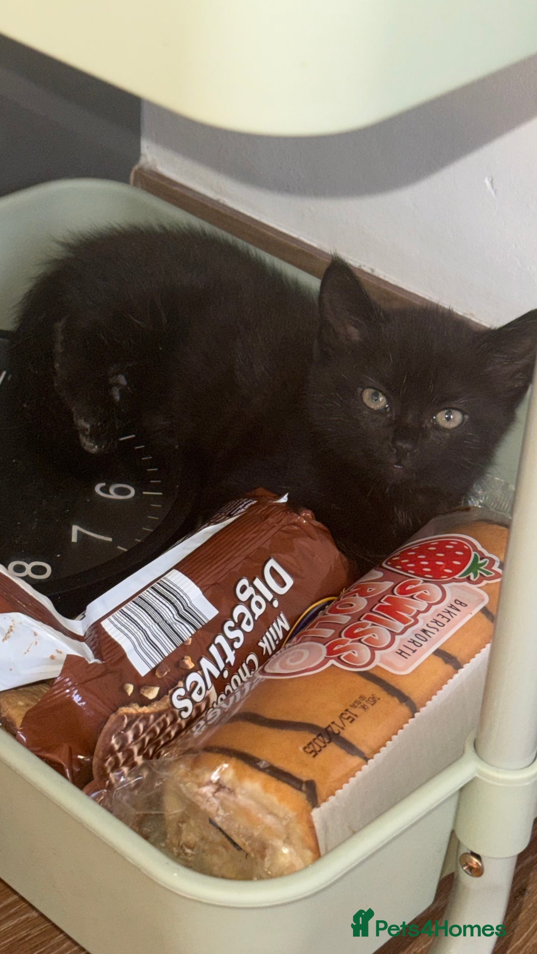 Mixed Breed cats for sale: Cat for sale  - Image 7
