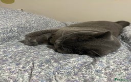 British Shorthair cats for sale: Beautiful golden British shorthair kittens - Image 6