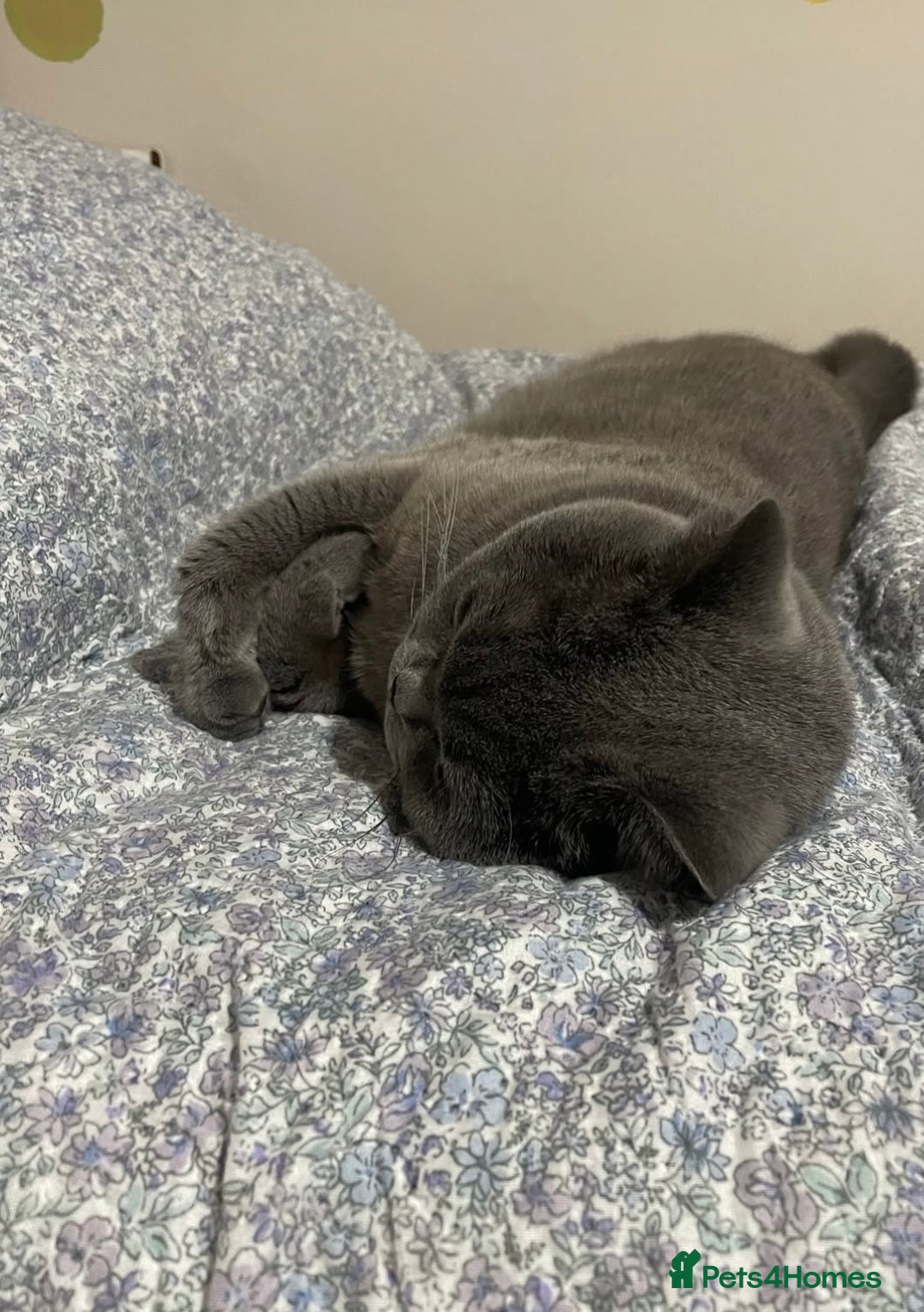 British Shorthair cats for sale: Beautiful golden British shorthair kittens - Image 6