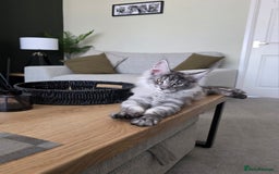 Maine Coon cats for sale: Maine Coon Kitten - Image 1