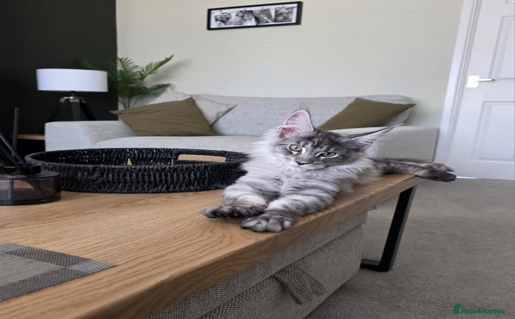 Maine Coon cats - Advert 15