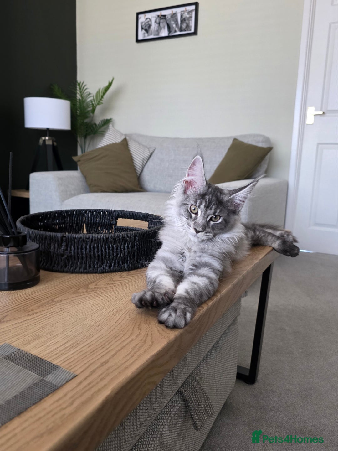Maine Coon cats for sale: Maine Coon Kitten - Image 1