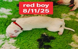 White Swiss Shepherd dogs for sale: KC Reg long-coat White Swiss Sheperd pups for sale - Image 10