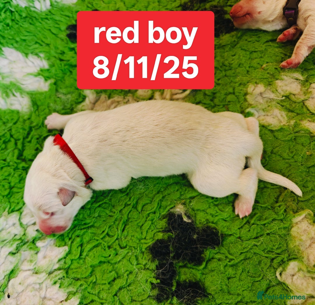White Swiss Shepherd dogs for sale: KC Reg long-coat White Swiss Sheperd pups for sale - Image 10