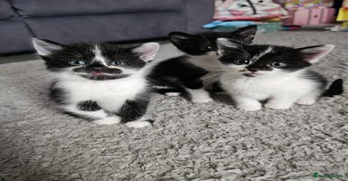 Mixed Breed cats - Advert 9