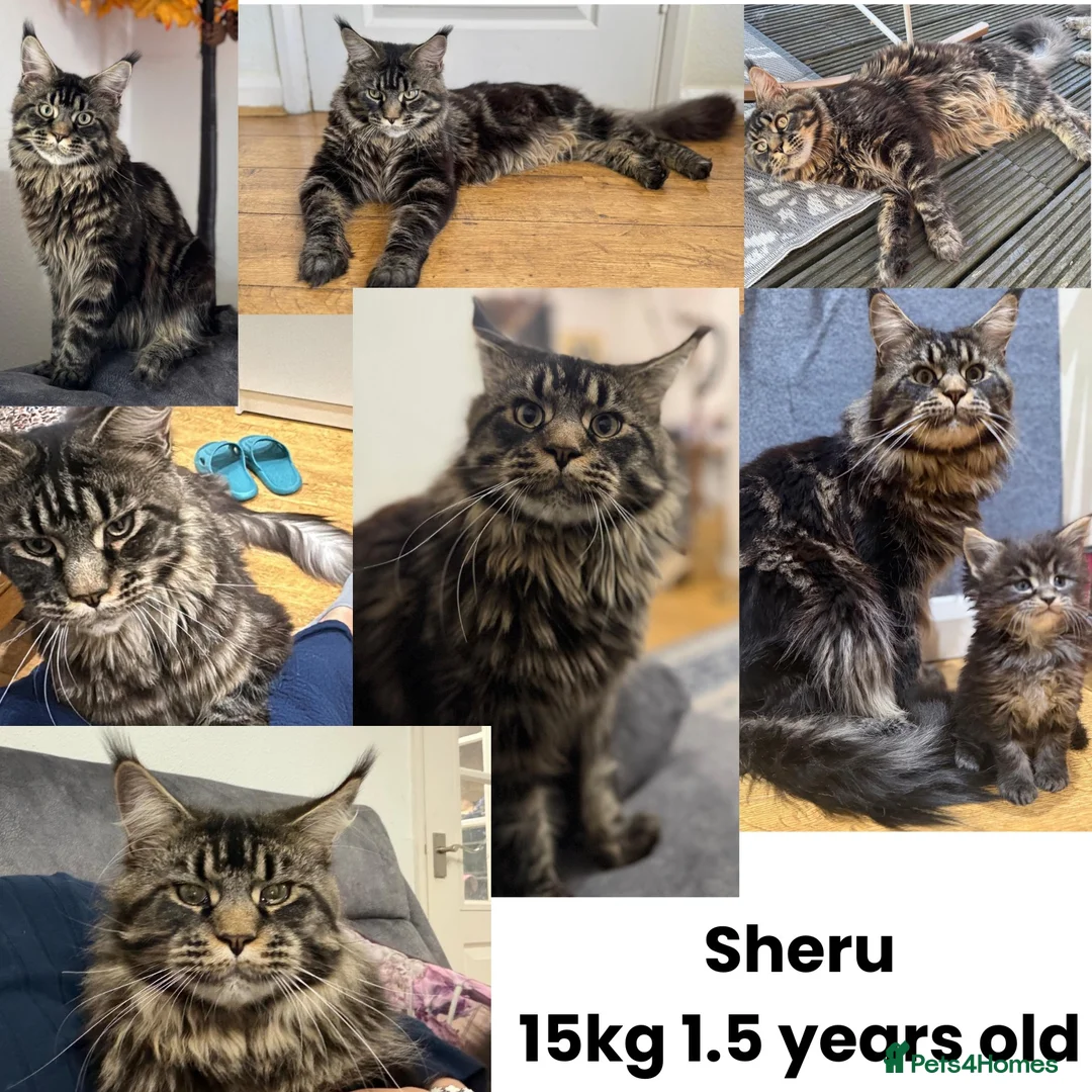 Maine Coon cats for sale: Black Smoke Maine Coon Female Kitten – Ready Now - Advert 2