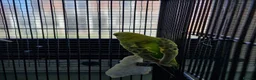 Budgerigars birds for sale: 6 Baby Budgies for sale - Advert 3