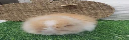 Lionhead rabbits for sale: Double Mane Lionheads - Advert 13