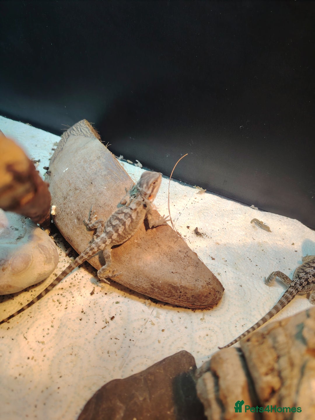 Bearded Dragon reptiles for sale: Baby bearded dragon  - Image 7