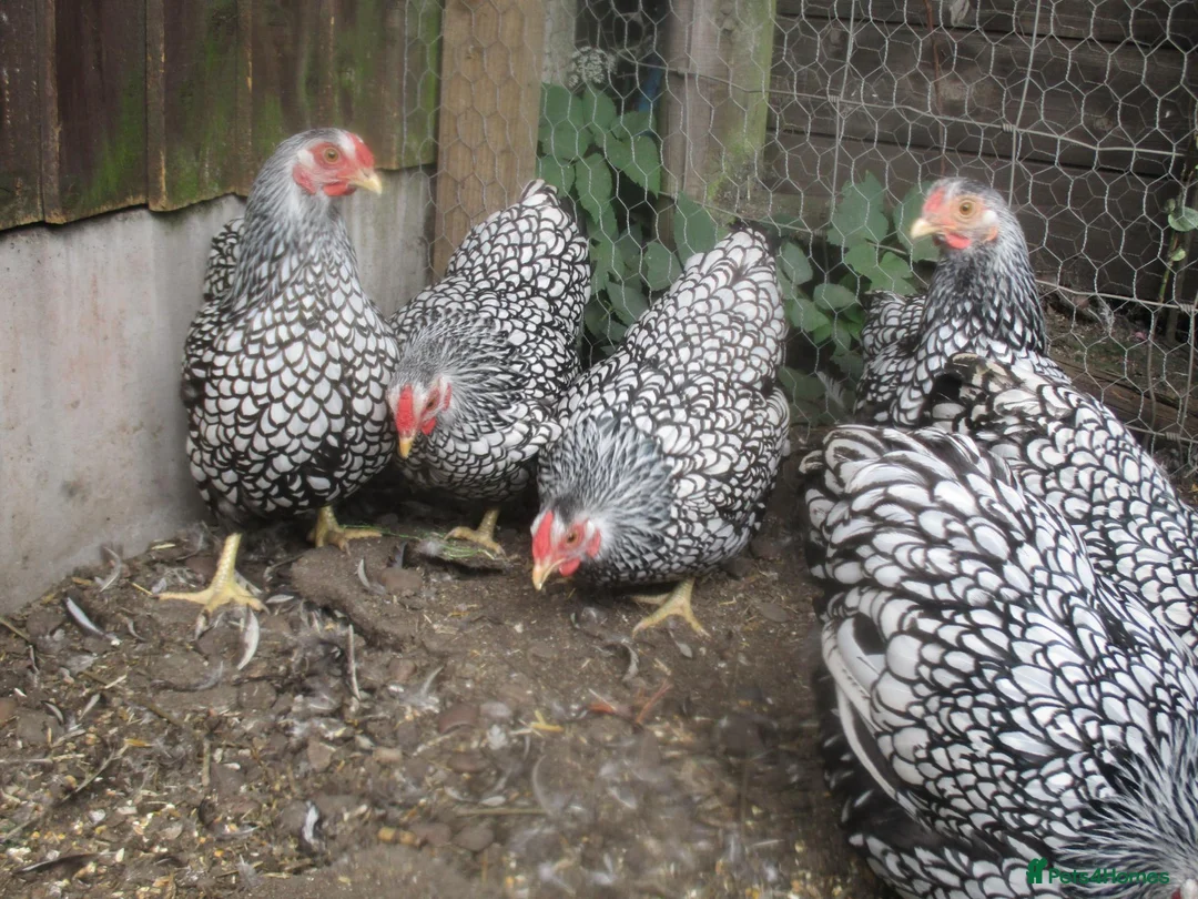 Chickens poultry for sale: Quality Silver Laced Wyandotte Bantam Pullets - Advert 2