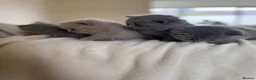 British Shorthair cats for sale: 4 British shorthair kittens  - Advert 5