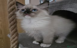 Ragdoll cats for sale: GCCF registered stunning healthy kittens - Image 10